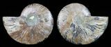 Cut & Polished Ammonite Fossil - Agatized #58707-1